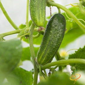Fresh Space Master cucumber growing in a garden, ready for harvest, from SeedsNow seed collection.