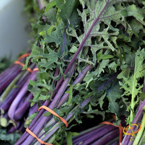 Red Russian kale seeds from SeedsNow, small dark seeds ideal for growing vibrant, nutritious kale in home gardens.