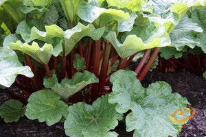 Rhubarb Root, Crimson Cherry - SeedsNow.com