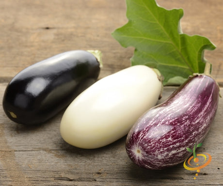 Fresh eggplant (aubergine) from SeedsNow, showing glossy purple fruit on a plant with green leaves.