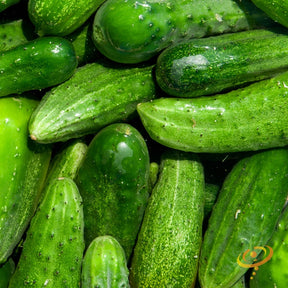 Fresh green cucumber from SeedsNow National Pickling seeds, showing smooth skin and elongated shape for pickling.