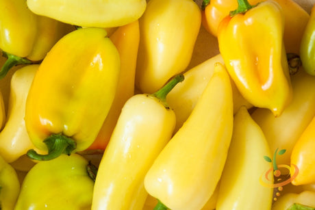 Yellow Jalapeño hot pepper seeds from SeedsNow, vibrant yellow peppers with spicy flavor, shown in the image.