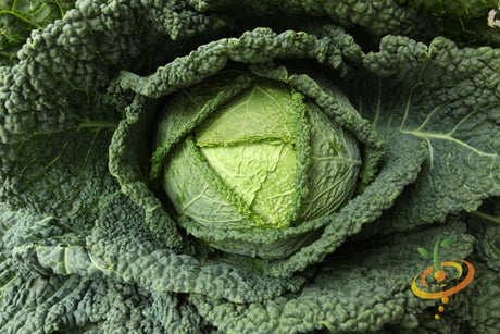 Fresh Savoy cabbage from SeedsNow, showcasing crinkled green leaves and compact head of this leafy vegetable.