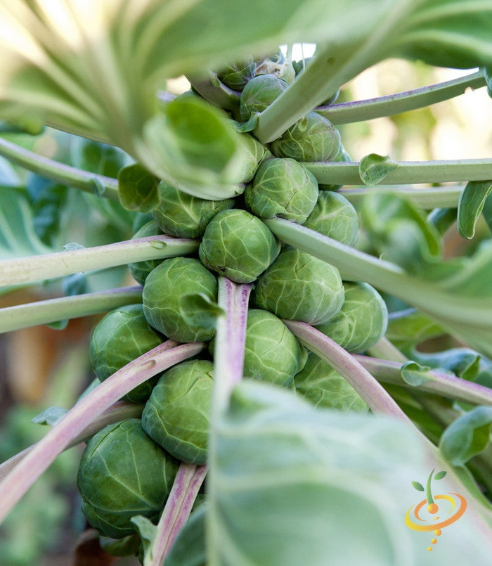 Brussels Sprouts - Long Island Catskill.