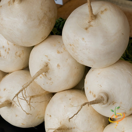 White Hailstone radish seeds from SeedsNow, showcasing fresh radish seeds in a natural setting for planting or gardening.