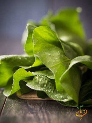 Lettuce - Romaine, Dark Green.