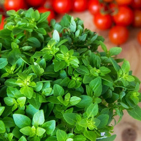 Fresh sprigs of Italian oregano seeds from SeedsNow, showcasing vibrant green oregano leaves on a rustic wooden background.