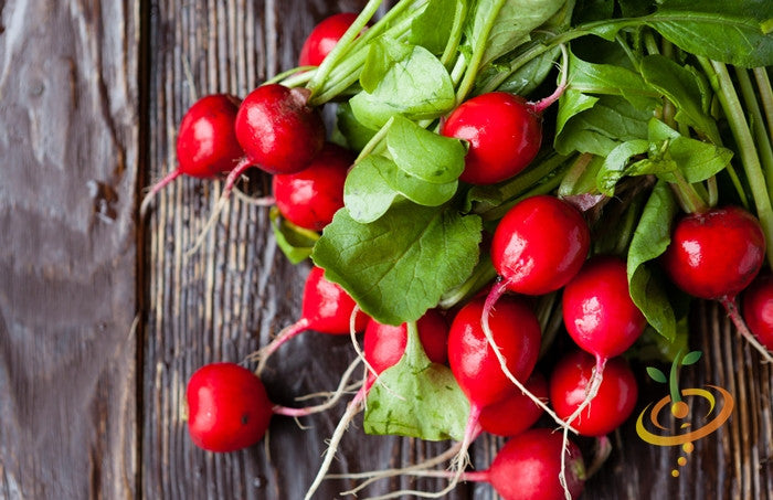 Radish - Champion.