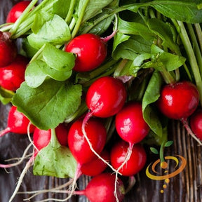 Fresh Champion radishes from SeedsNow, vibrant red radish with green leaves, ready for harvest in a garden setting.