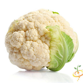 Close-up of Snowball cauliflower seeds from SeedsNow, showcasing small white seed clusters on a natural background.