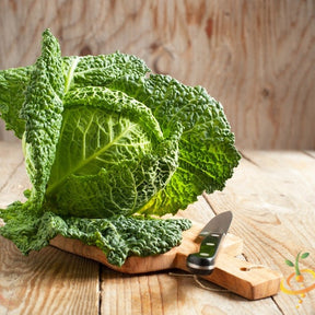 Savoy cabbage plant with lush green leaves, grown from SeedsNow Savoy Perfection seeds, ready for harvest in a garden.