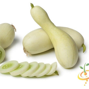 White Wonder cucumber seeds from SeedsNow, showing fresh cucumber seedlings growing in soil.