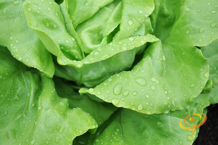 Lettuce - Winter Density.