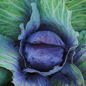 Mammoth Red Rock cabbage seed packet from SeedsNow, featuring vibrant red cabbage seeds on a white background.