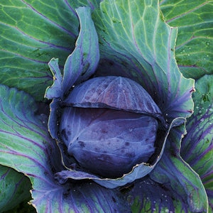 Cabbage - Mammoth Red Rock - SeedsNow.com