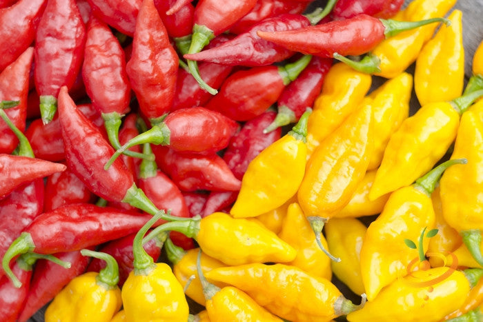 Pepper (Hot) - Devil's Tongue, Yellow 🔥🔥🔥🔥🔥 - SeedsNow.com