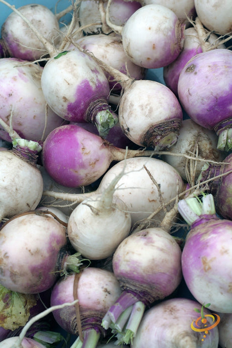American Purple Top rutabaga seed packet from SeedsNow, showing vibrant purple and green rutabaga roots and seed packaging.