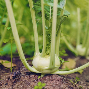 Kohlrabi - Vienna, White - SeedsNow.com