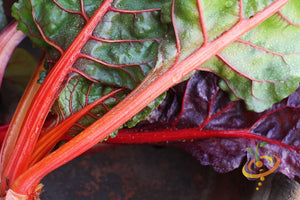 Swiss Chard - Ruby Red.