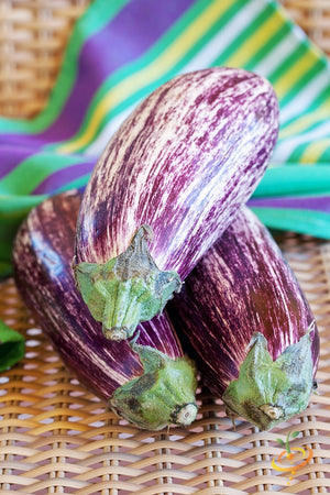 Eggplant - Pandora Striped.