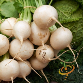 Golden Globe turnip seeds by SeedsNow, small brown seeds with smooth texture for planting and growing turnip vegetables.