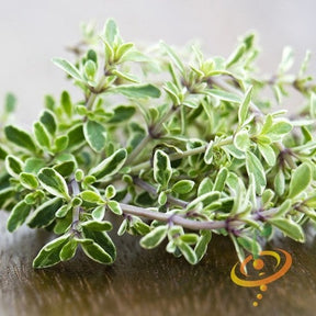 Fresh thyme seeds from SeedsNow, small brown seeds ideal for planting herb gardens and culinary use.