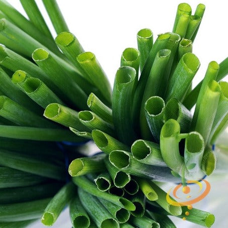 Tokyo Long White onion scallion seeds from SeedsNow, fresh bunching onion with long white stalks and green tops.