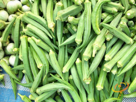 Dwarf long pod okra SeedsNow seed packet with vibrant green okra pods and plant illustrations on the label.