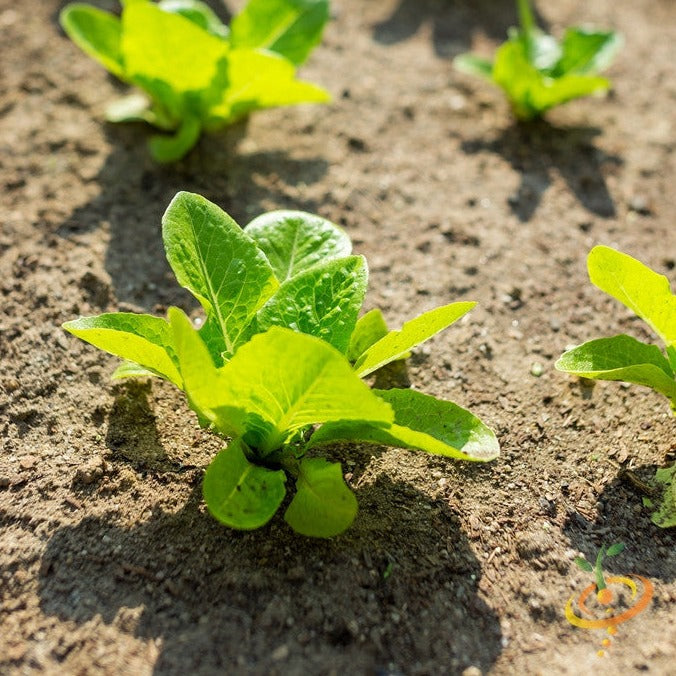 Lettuce - Tom Thumb - SeedsNow.com