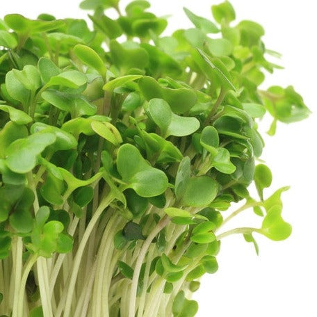 Fresh broccoli microgreens sprouting from SeedsNow broccoli seeds, showcasing vibrant green microgreens in a natural setting.
