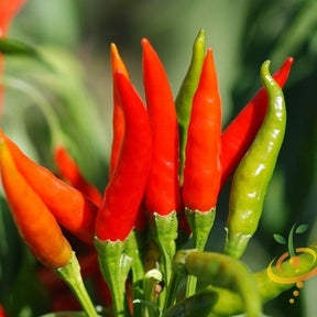 Close-up of vibrant hot Tabasco pepper seeds from SeedsNow, showing small bright orange seeds in a white container.