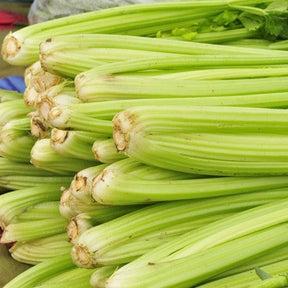 Fresh tall Utah celery plant with vibrant green stalks, grown from SeedsNow celery seeds, ready for harvest.