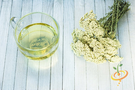 White Yarrow seeds from SeedsNow, showing a close-up of small, white seed clusters on a natural background.