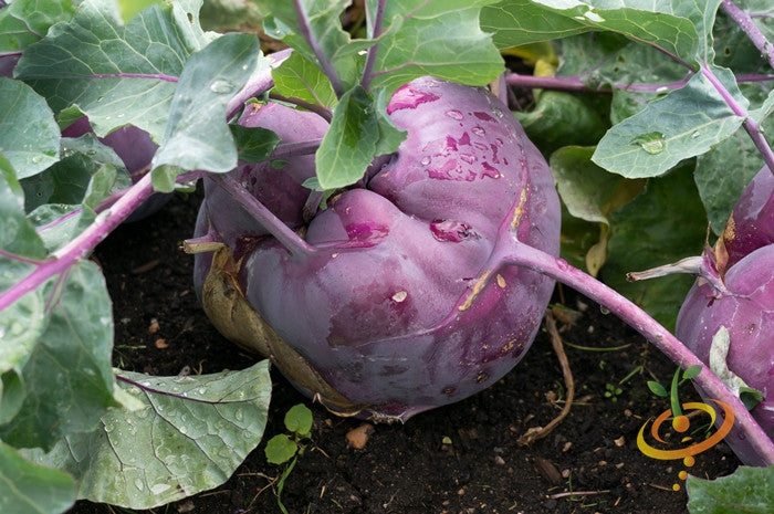 Kohlrabi - Vienna, Purple.