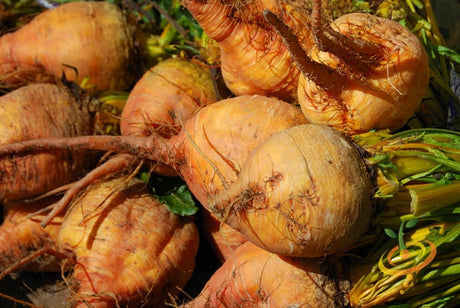 Golden Detroit beet seeds from SeedsNow, showing vibrant yellow beets and green foliage in a close-up image.