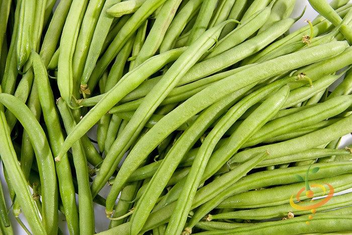 Bean (Bush) - Top Crop.