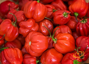 Pepper - Habanero Red Caribbean.