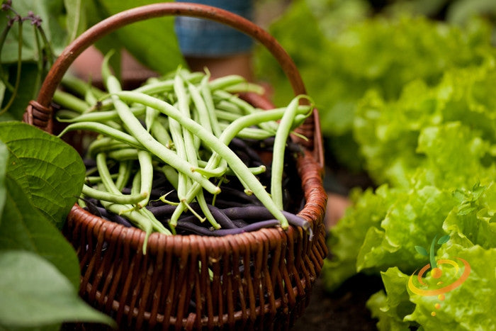 Bean (Bush) - Top Crop.