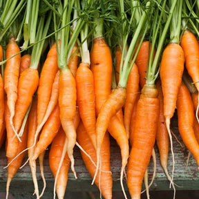 Organic Autumn King carrot seeds from SeedsNow, 10-inch long orange carrots with leafy tops, ready for planting.