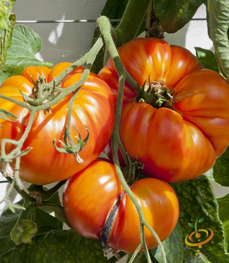 Beefsteak Ponderosa Red indeterminate tomato seeds from SeedsNow, showing vibrant red tomato seeds and fresh seed packet.