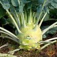 Kohlrabi - Delicatesse, Blue - SeedsNow.com