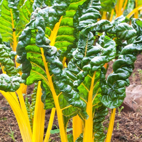 Fresh Swiss chard with vibrant orange stems and dark green leaves, ready for planting from SeedsNow.