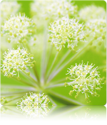 Angelica (Wild Celery / Holy Ghost) - SeedsNow.com