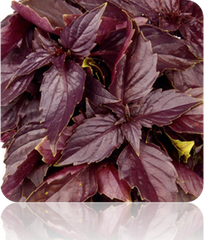 Basil - Red 'Velvet' Leaf.