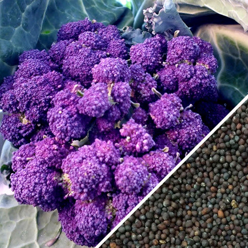 Broccoli - Early Purple.