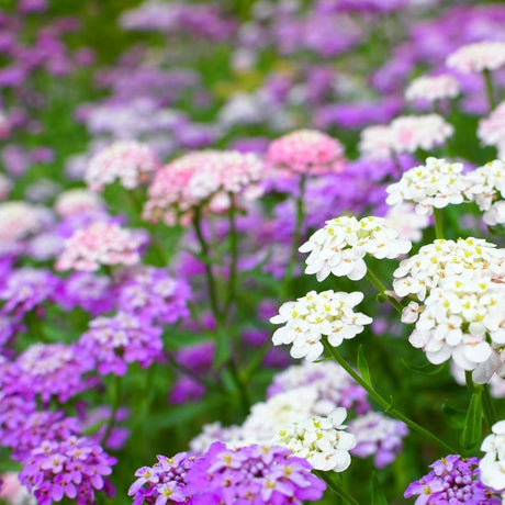 Flowers - Candytuft, Fairy Dwarf Mix - SeedsNow.com