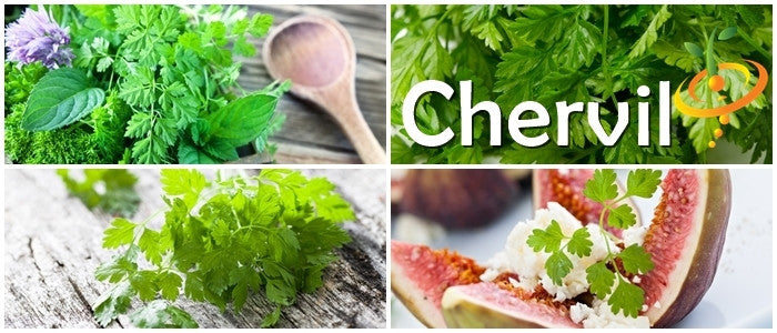 Chervil (French Parsley).