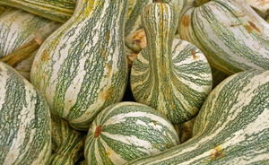 Squash (Winter) - Crookneck, Cushaw Green Striped - SeedsNow.com