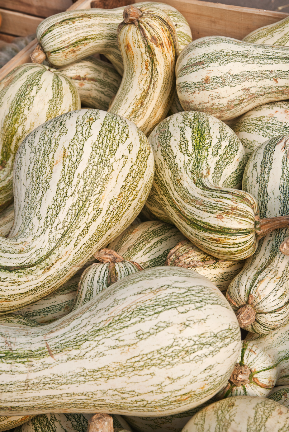 Squash (Winter) - Crookneck, Cushaw Green Striped - SeedsNow.com