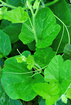 Squash (Winter) - Crookneck, Cushaw Green Striped - SeedsNow.com